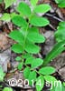 Vaccinium ovalifolium 8