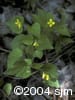 Viola pubescens flpl