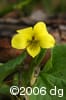 Viola pubescens flw