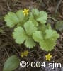 Geum fragarioides flpl