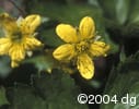 Geum fragarioides flw