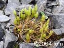 Selaginella selaginoides plt
