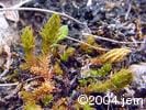 Selaginella selaginoides sppl