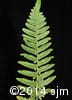 Pteridium aquilinum 12
