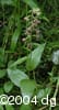 Epipactis helleborine flpl