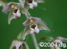 Epipactis helleborine flw