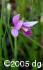 Pogonia ophioglossoides flpl