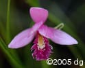 Pogonia ophioglossoides flw