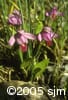 Pogonia ophioglossoides hab
