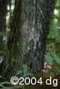 Brachyelytrum aristosum frpl