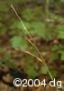 Brachyelytrum aristosum frt