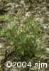 Brachyelytrum aristosum lvs