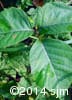 Toxicodendron radicans var. rydbergii 4