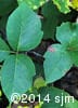 Toxicodendron radicans var. rydbergii 5