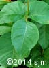 Toxicodendron radicans var. rydbergii 6