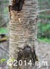 Betula alleghaniensis 12