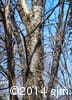 Betula alleghaniensis 13