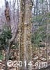 Betula alleghaniensis 14