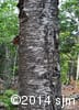 Betula alleghaniensis 16