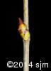 Betula alleghaniensis 17