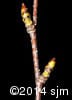 Betula alleghaniensis 18