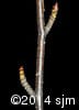 Betula alleghaniensis 19