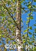 Betula alleghaniensis 1