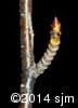 Betula alleghaniensis 20