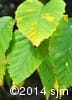 Betula alleghaniensis 4