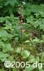 Pyrola asarifolia flpl