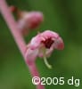 Pyrola asarifolia flw