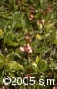 Pyrola asarifolia hab