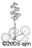 Pyrola asarifolia ill