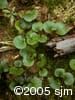 Pyrola asarifolia lvs