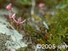 Vaccinium oxycoccos flpl