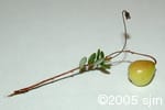 Vaccinium oxycoccos frt
