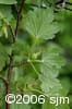 Ribes hirtellum frt