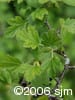Ribes hirtellum lvs