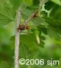 Ribes hirtellum stem