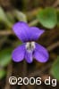 Viola nephrophylla flw