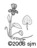 Viola nephrophylla ill