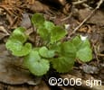 Viola renifolia flpl