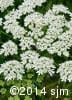 Heracleum maximum 11