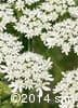 Heracleum maximum 12