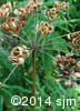 Heracleum maximum 13