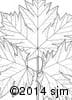 Heracleum maximum 15