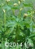 Heracleum maximum 1