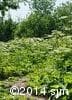 Heracleum maximum 2