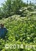 Heracleum maximum 3