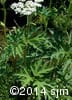 Heracleum maximum 4